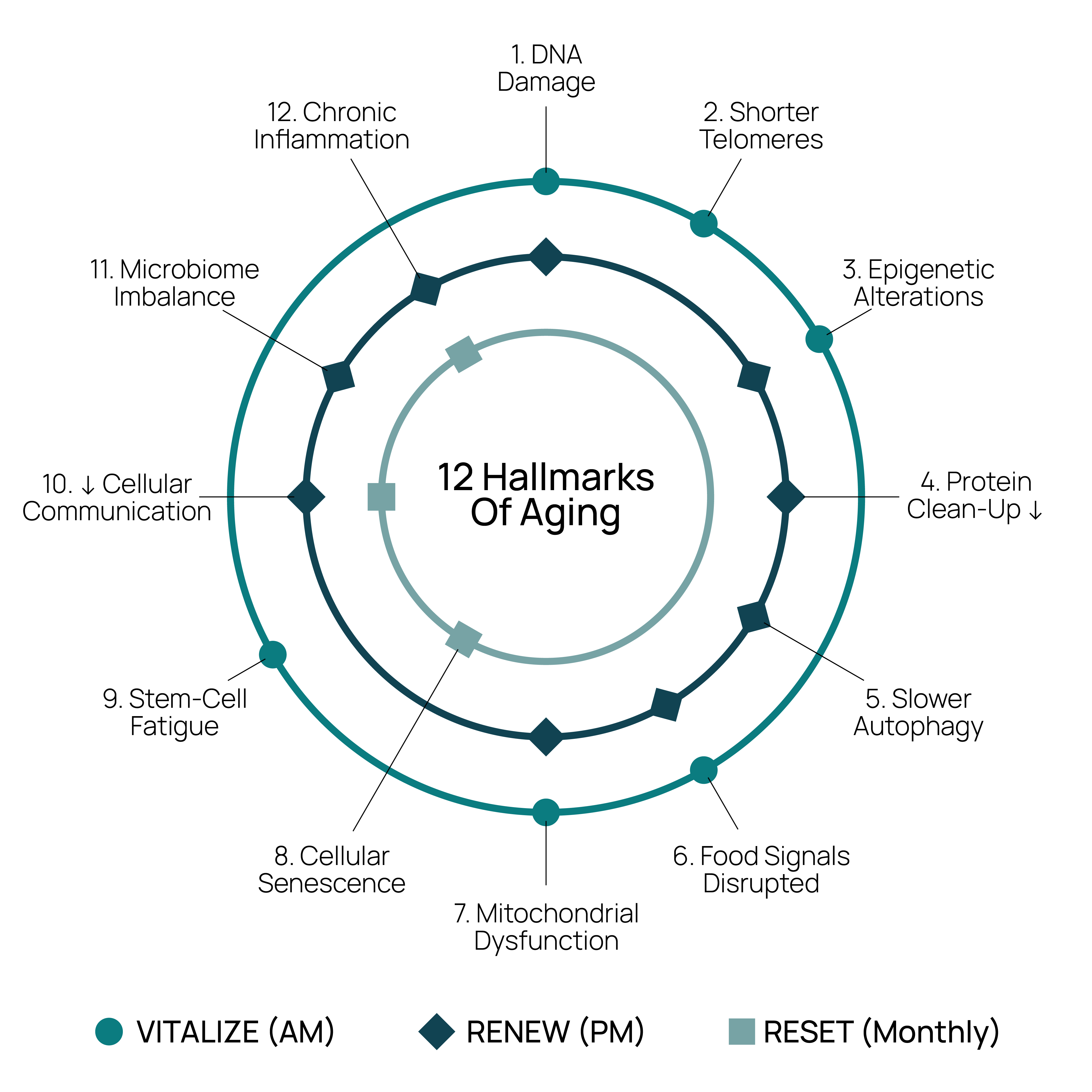 Diagram illustrating the 12 hallmarks of aging and interconnected cellular processes.