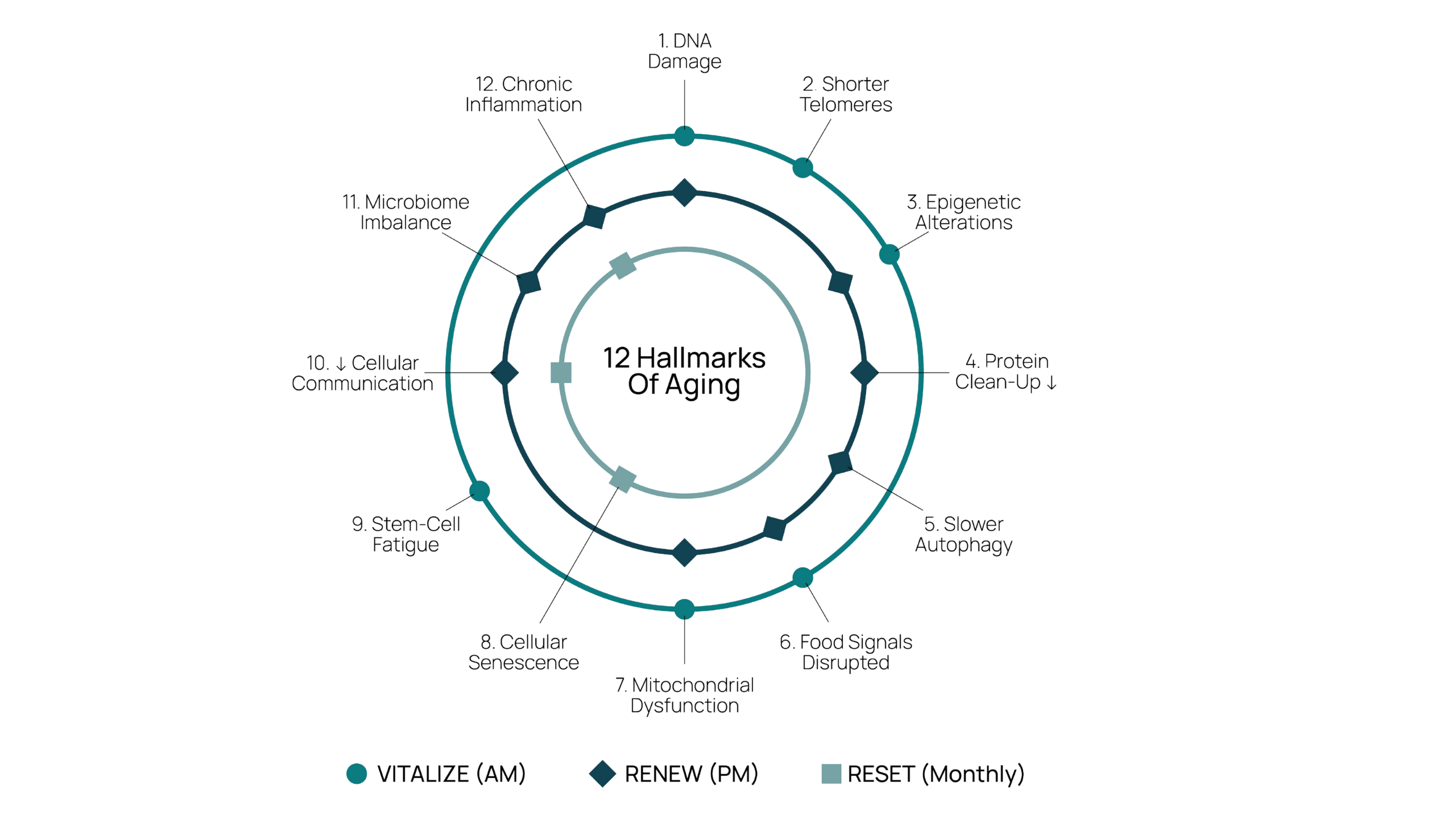 12 Hallmarks of Aging diagram showing interconnected pathways and how Cellaro supports energy (AM), repair (PM), and monthly reset.