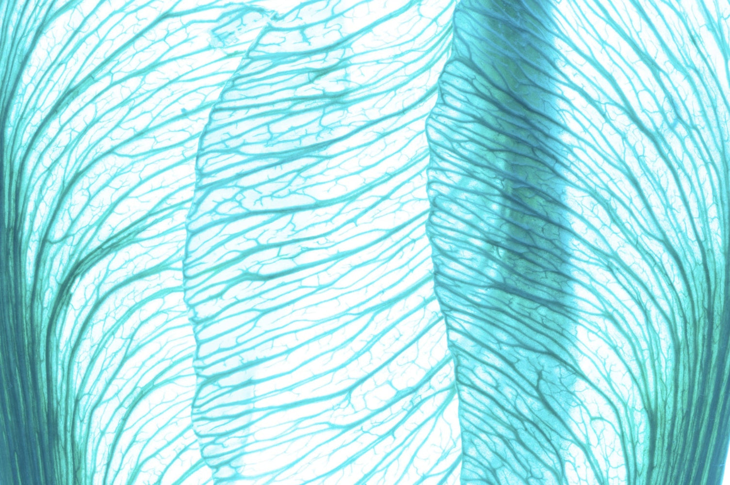 Abstract cellular structure illustrating the biological processes of aging