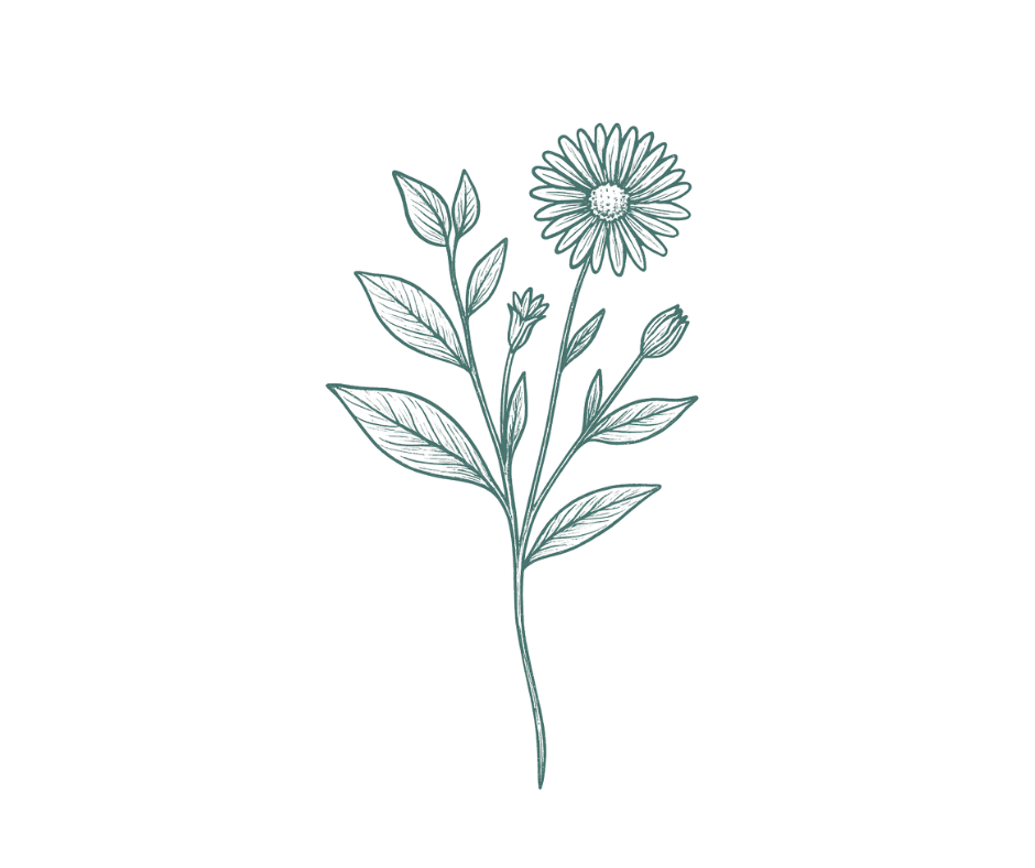 Apigenin flavonoid from chamomile supporting NAD⁺ preservation via CD38 modulation