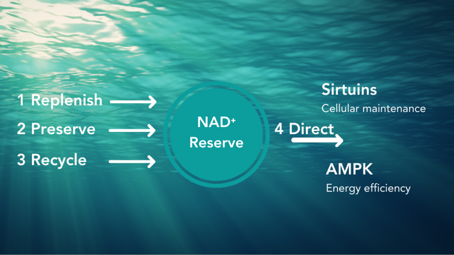 Diagram illustrating how NAD⁺ supports cellular energy production and mitochondrial function