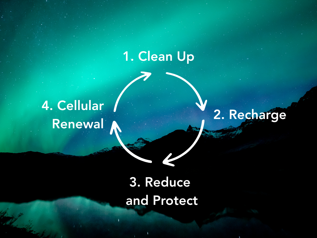 Diagram showing nightly cellular repair cycle: clean-up, recharge, reduce stress, and renewal
