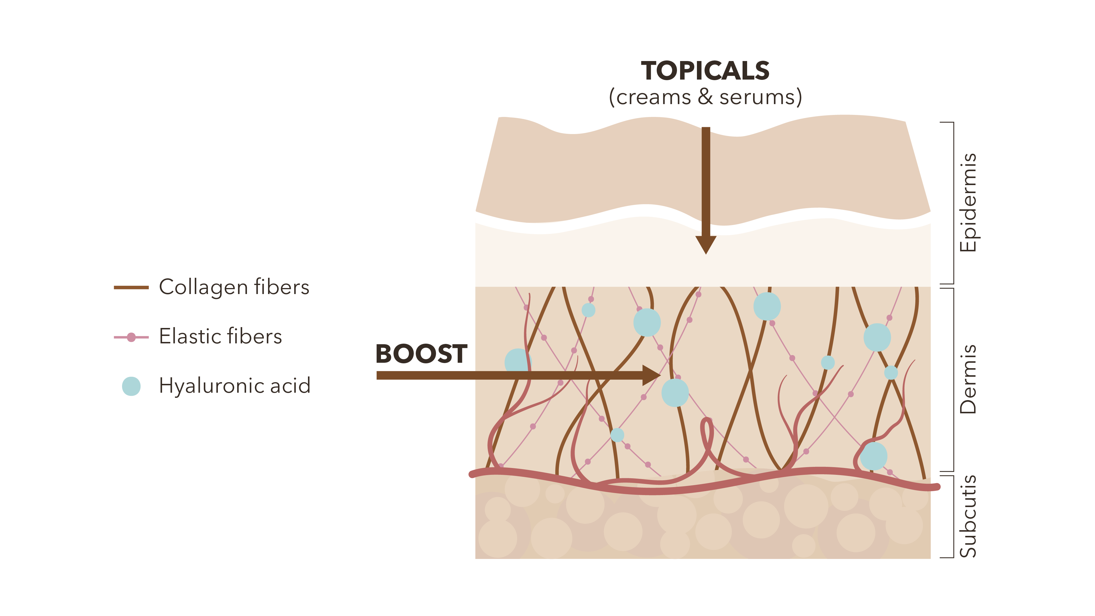 Diagram showing how nutrients support collagen, elasticity, and hydration in the dermis from within.