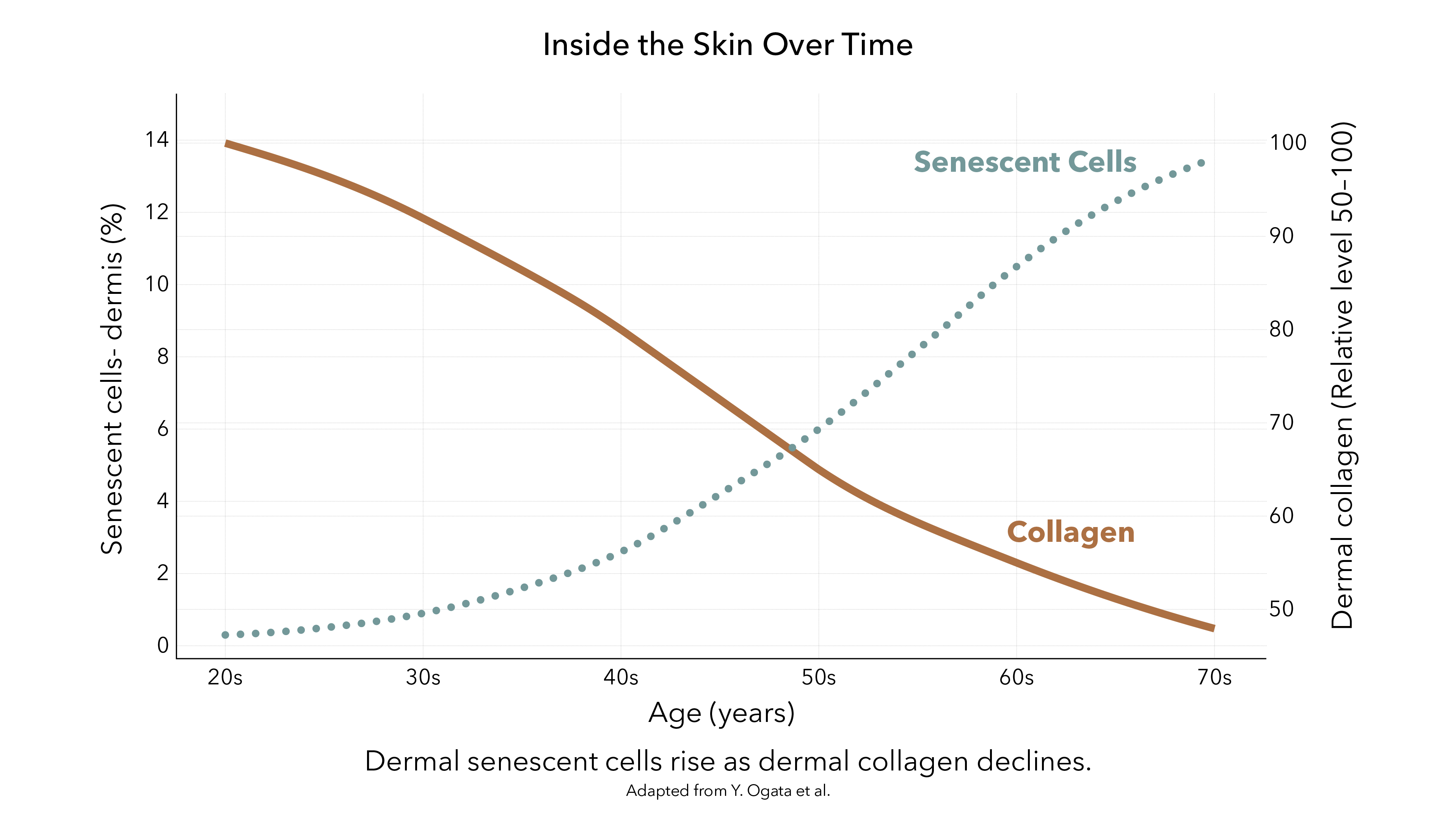 Chart showing dermal collagen declining with age while senescent cells increase from 20s to 70s. Diagram som visar att kollagen i dermis minskar med åldern medan senescenta celler ökar från 20 till 70+.