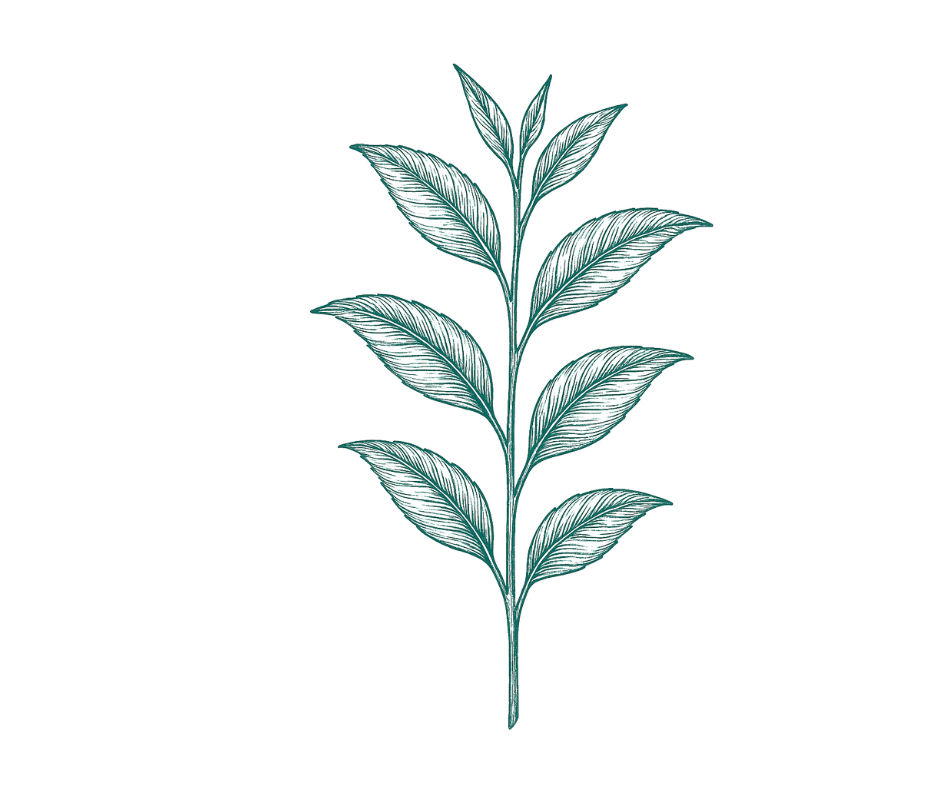 Botanical illustration representing green tea extract (EGCG)