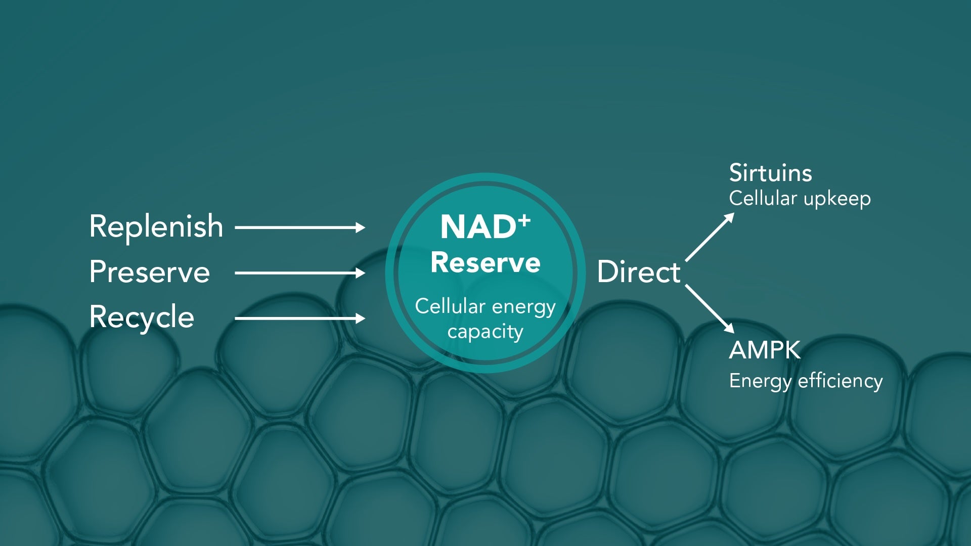 Diagram showing how Cellaro VITALIZE supports NAD⁺ reserve by replenishing, preserving, and recycling NAD⁺, directing benefits to sirtuins and AMPK.