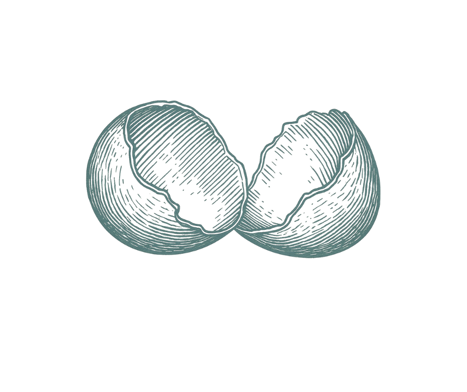 Illustration of eggshell, representing eggshell membrane