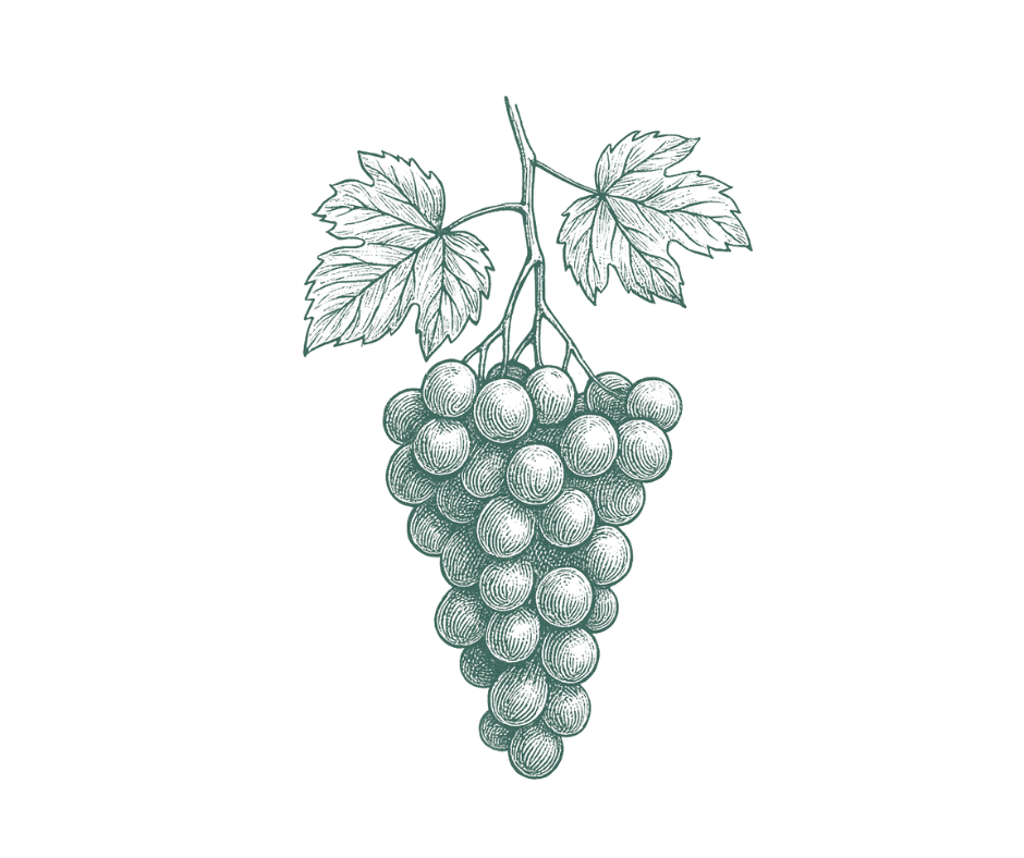 Resveratrol polyphenol from grapes supporting cellular stress response pathways