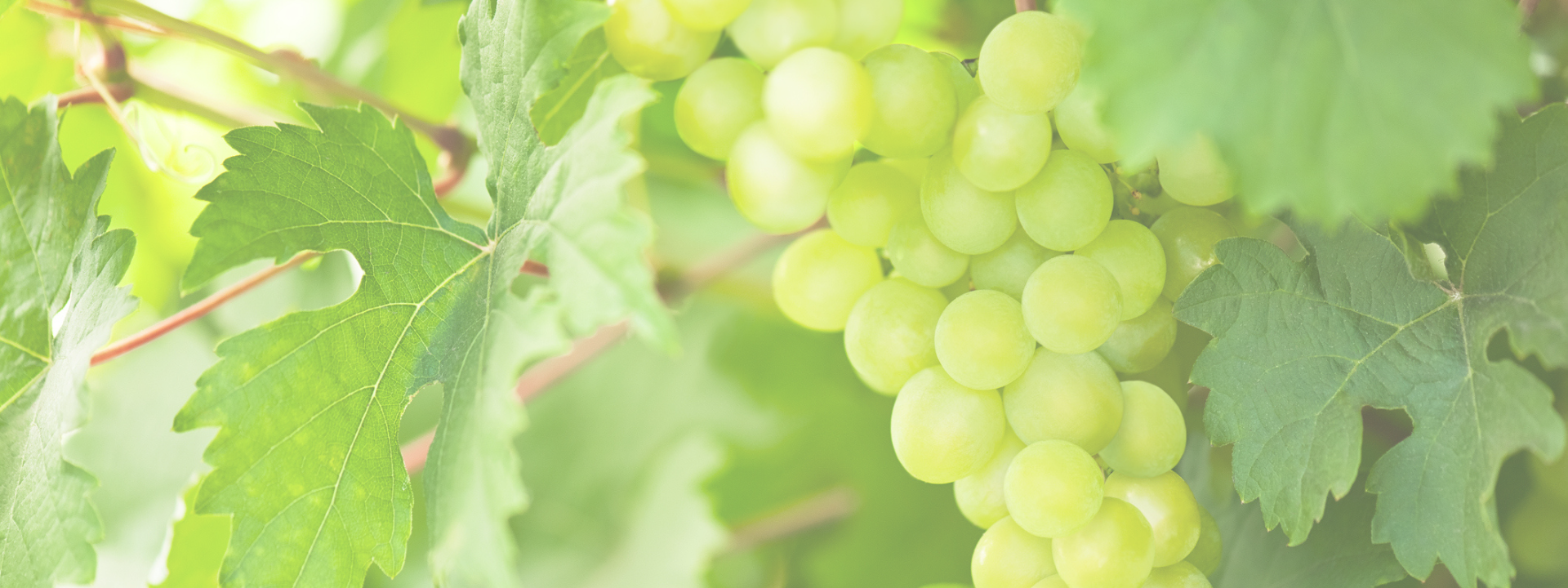 Green grapes on the vine representing grape polyphenols used in SkinAx²™ Lift for collagen and antioxidant skin support