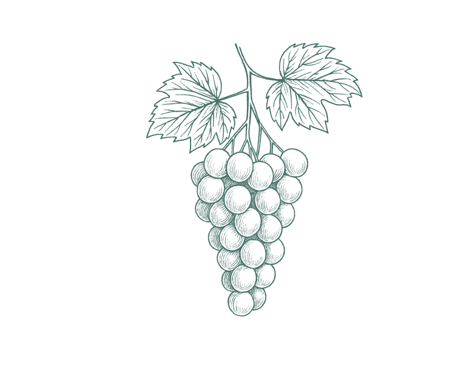 Illustration of grapes, repreenting the french grape content of SkinAx Lift