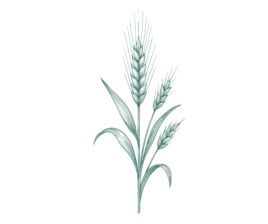 Wheat stalk illustration representing spermidine from wheat germ extract.