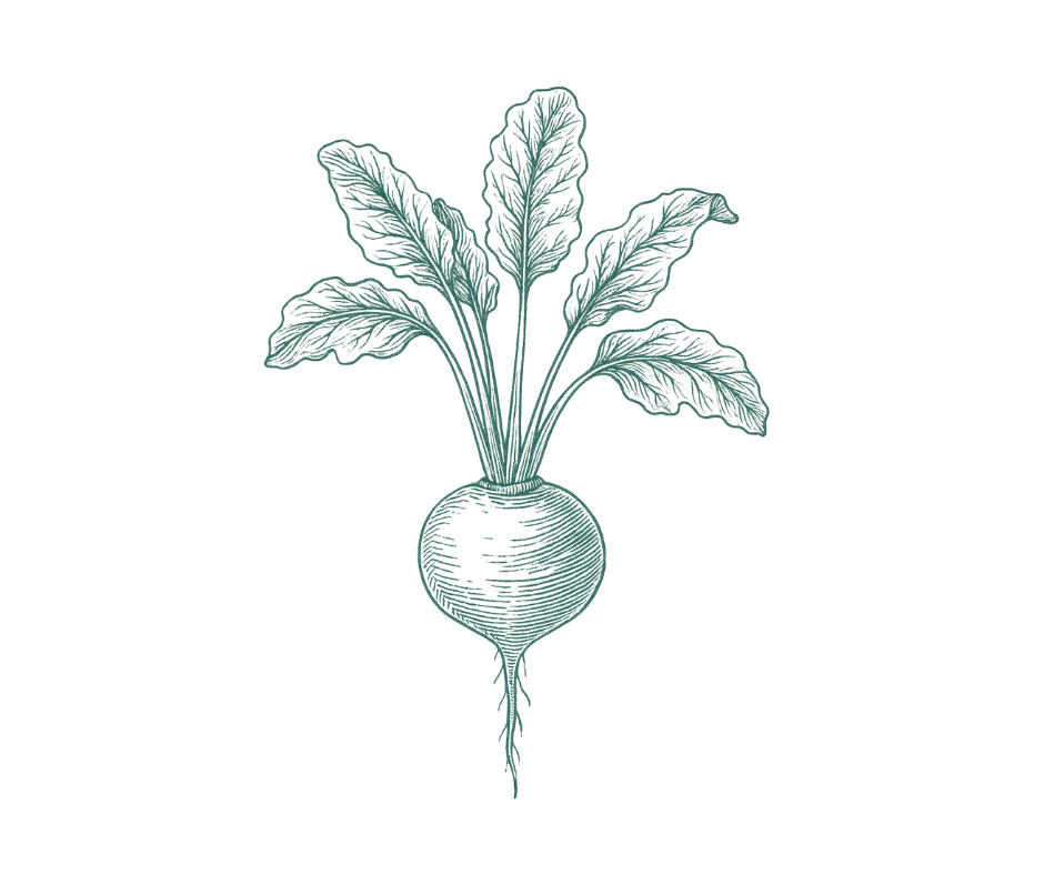 Illustration of a beet, representing TMG (trimethylglycine)