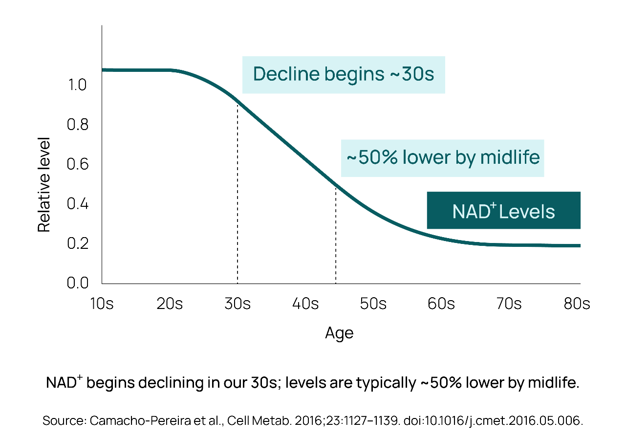 Chart showing age-related decline in NAD⁺ levels from early adulthood to midlife