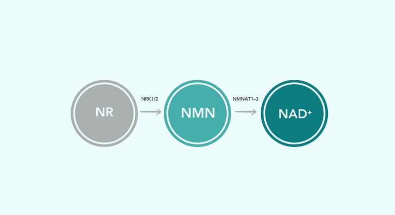 NMR vs NR