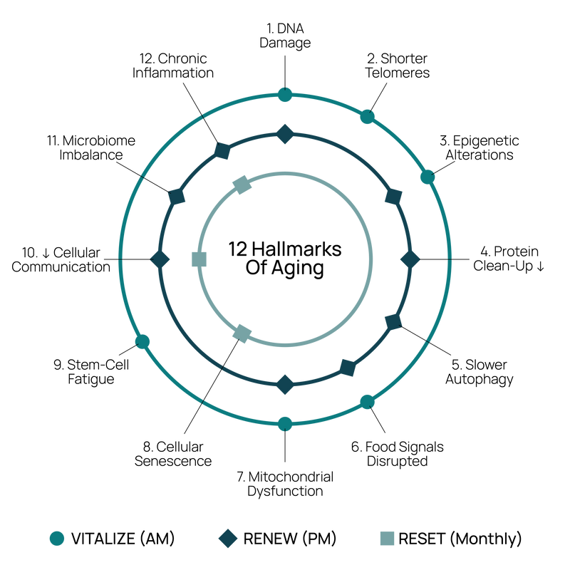Diagram illustrating the 12 hallmarks of aging and interconnected cellular processes.