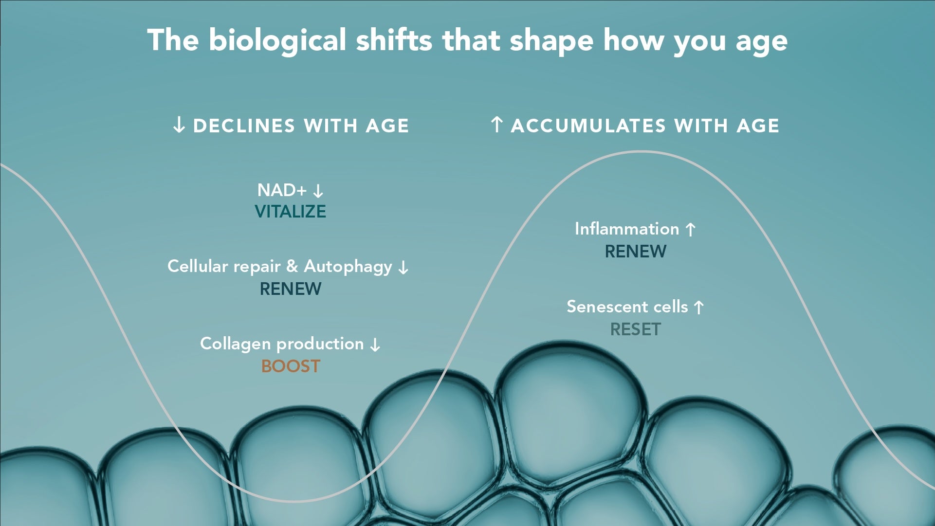 Chart showing biological shifts with age: NAD+ declines, cellular repair and autophagy decline, collagen production declines, while inflammation and senescent cells increase. Labeled with Cellaro products VITALIZE, RENEW, BOOST, and RESET.
