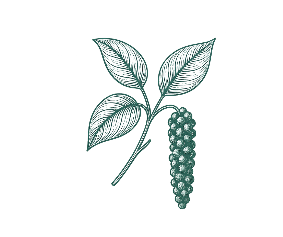 Pepper vine illustration representing black pepper extract