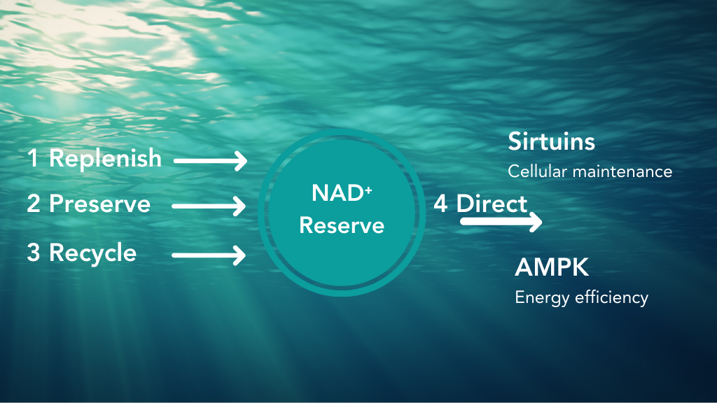 Diagram illustrating how NAD⁺ supports cellular energy production and mitochondrial function