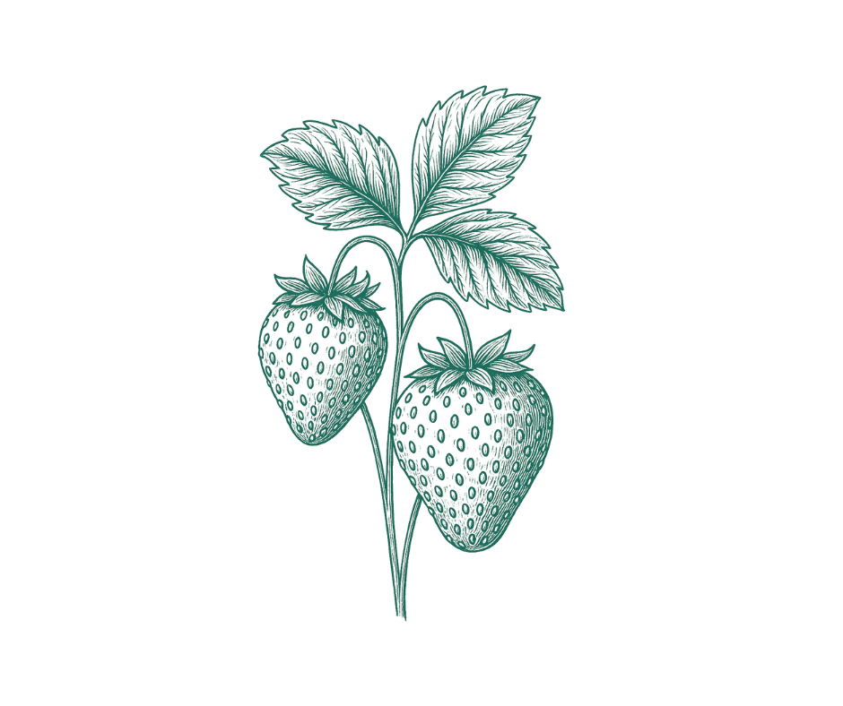 Illustration of strawberries whee fiseting comes from  representing a natural senolytic compound used to target senescent cells