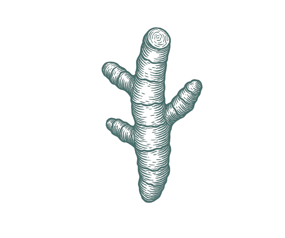 Turmeric root illustration representing Longvida® curcumin.”