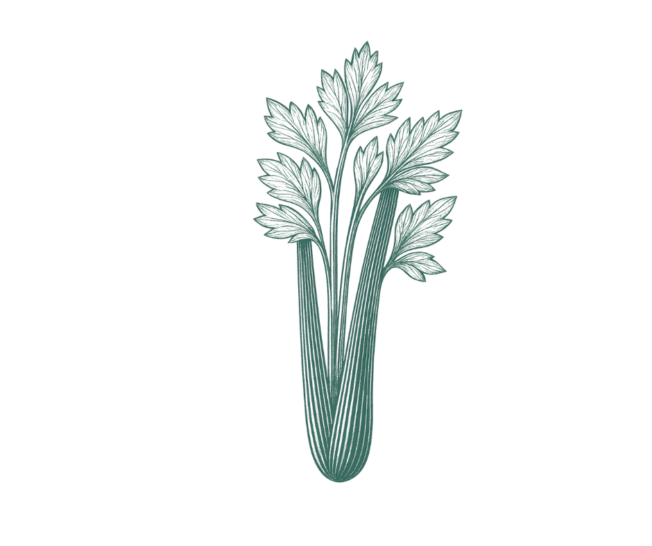 Celery stalk illustration representing luteolin