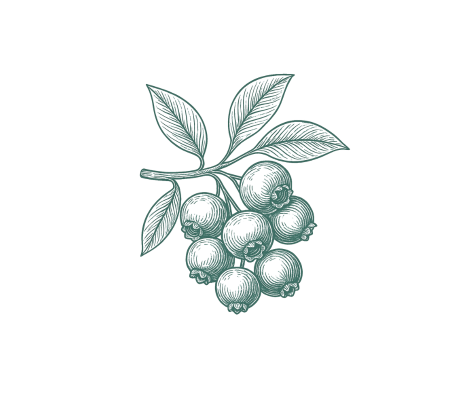 Illustration of berries, representing pterostilbene