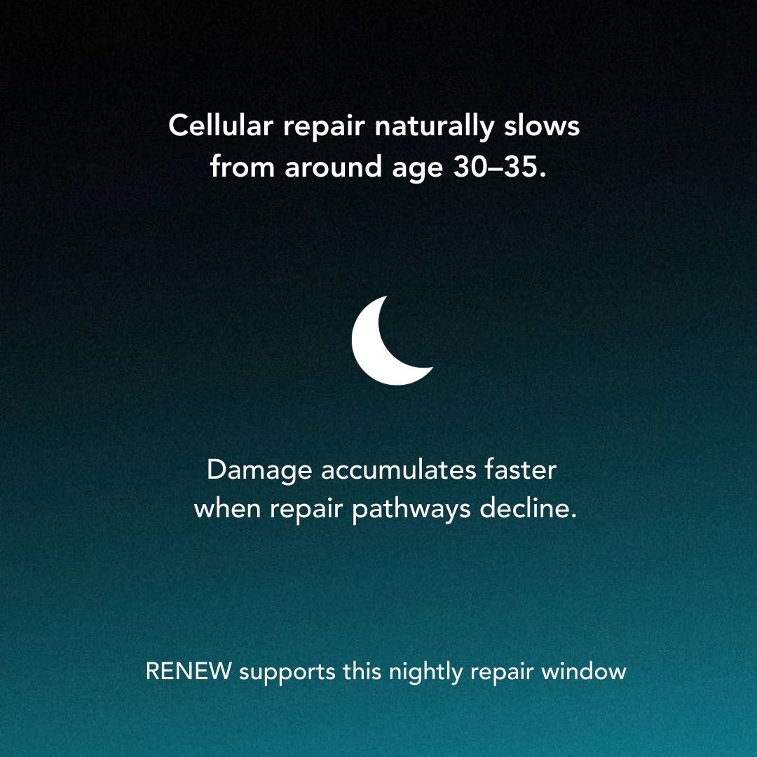 Graphic explaining that cellular repair slows after age 30–35, leading to faster accumulation of cellular damage, with Cellaro RENEW supporting nightly repair.