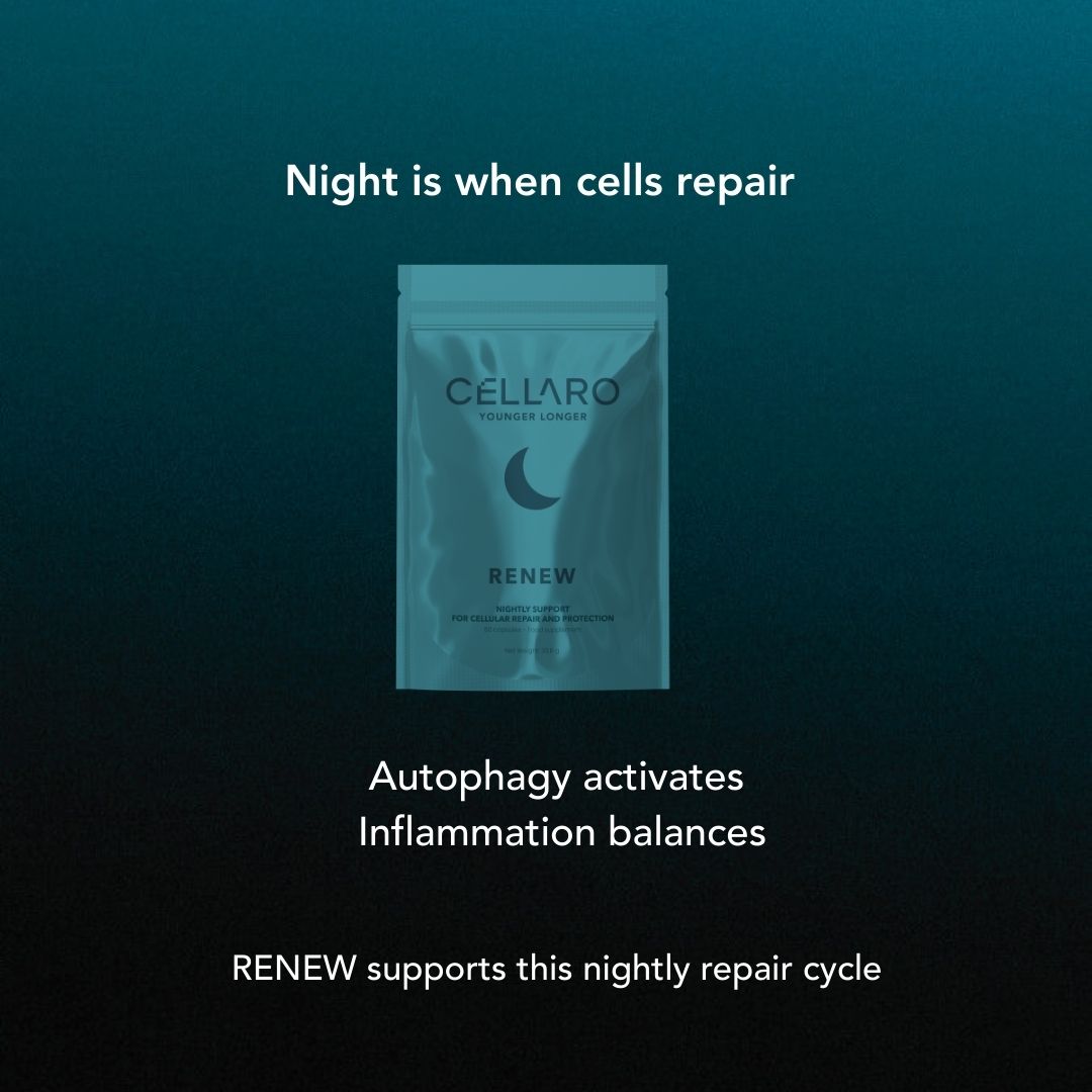 Cellaro RENEW supplement supporting nightly cellular repair and recovery