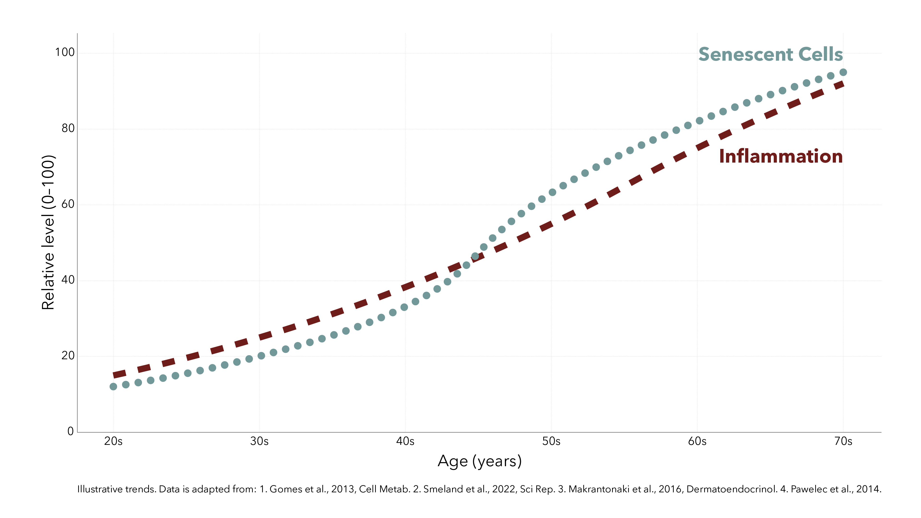 Chart showing age-related increase in senescent cells and low-grade inflammation over time