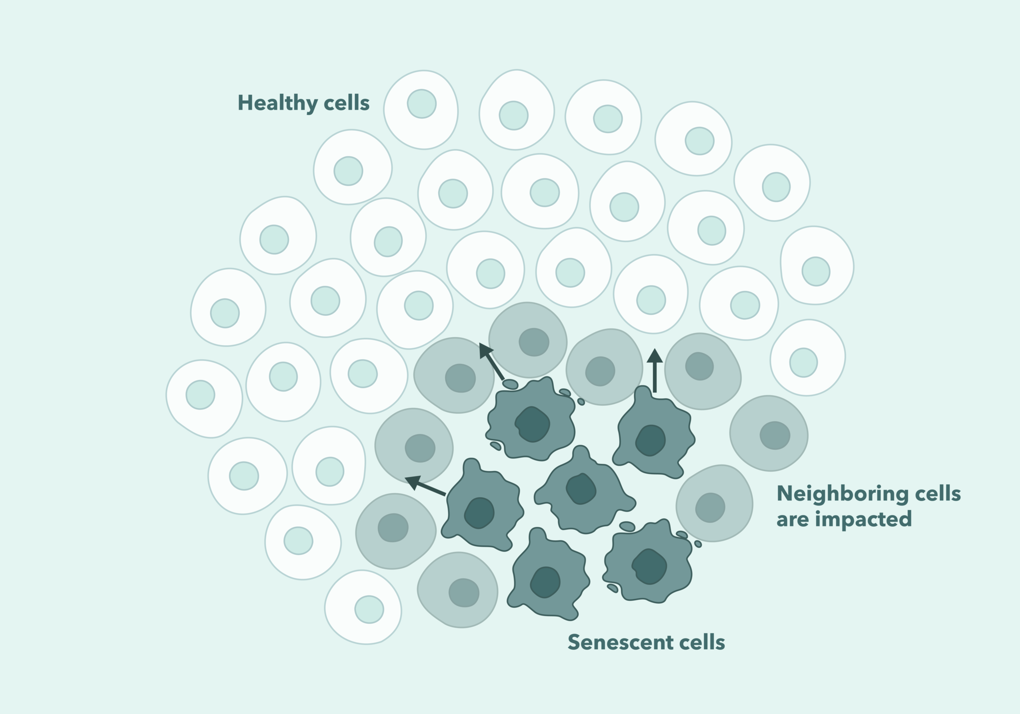 Diagram showing senescent cells releasing inflammatory signals that affect neighboring healthy cells