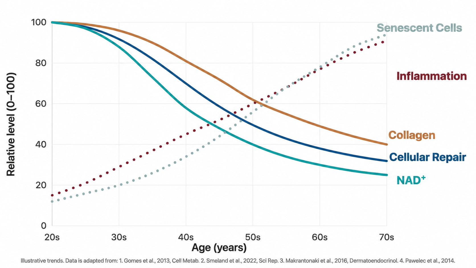 Illustrative graph showing NAD+ and cellular repair declining with age while inflammation and senescent cells increase, from the 20s to the 70s.